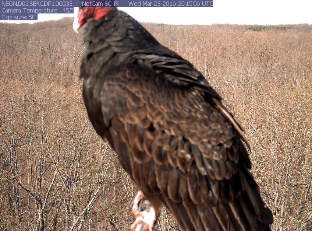 SeasonSpotter's tweet photo. Friday favorites: Something odd in Maryland https://t.co/G3w5HSStkI https://t.co/W4Rl7DW4Dn