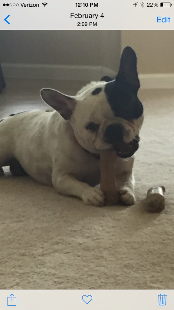 CMoopig's tweet image. 