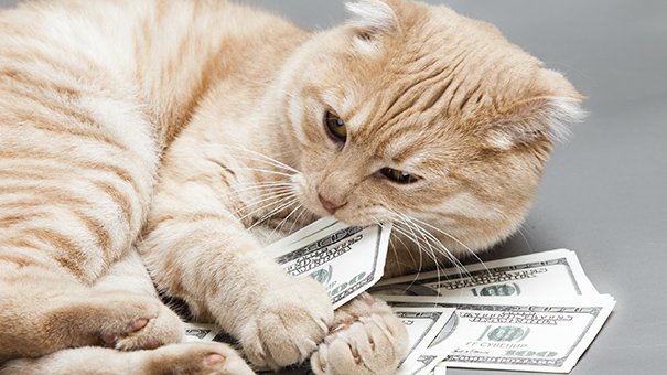 mecuokc's tweet photo. Who knew our furry friends could teach us so much about money? #meow #finance #savings 
https://t.co/NKZvHWTYGW https://t.co/FgNvPN5Sgm