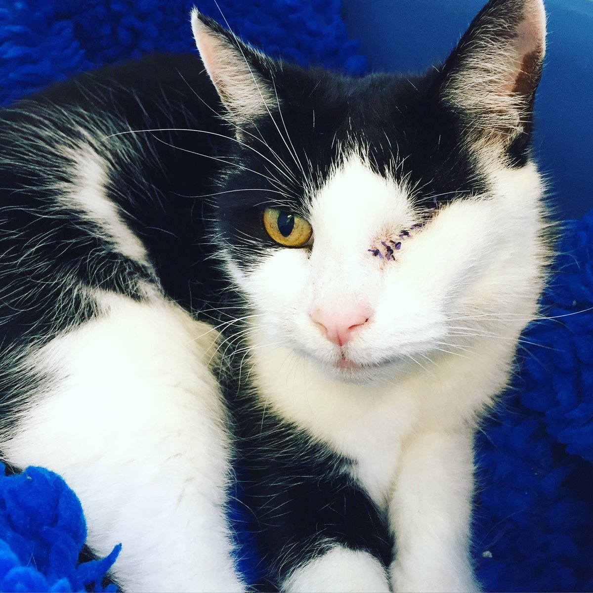 How handsome is Olly! He had his left eye removed but it's healed so well. Now he's looking for his fur-ever home.