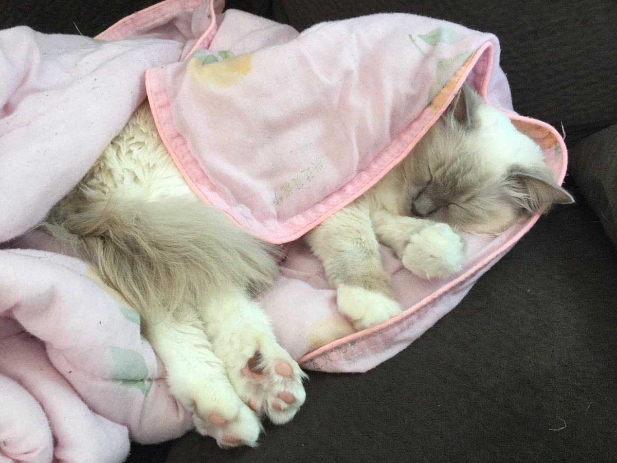mellowxcat's tweet photo. https://t.co/wFEI4DyRJd