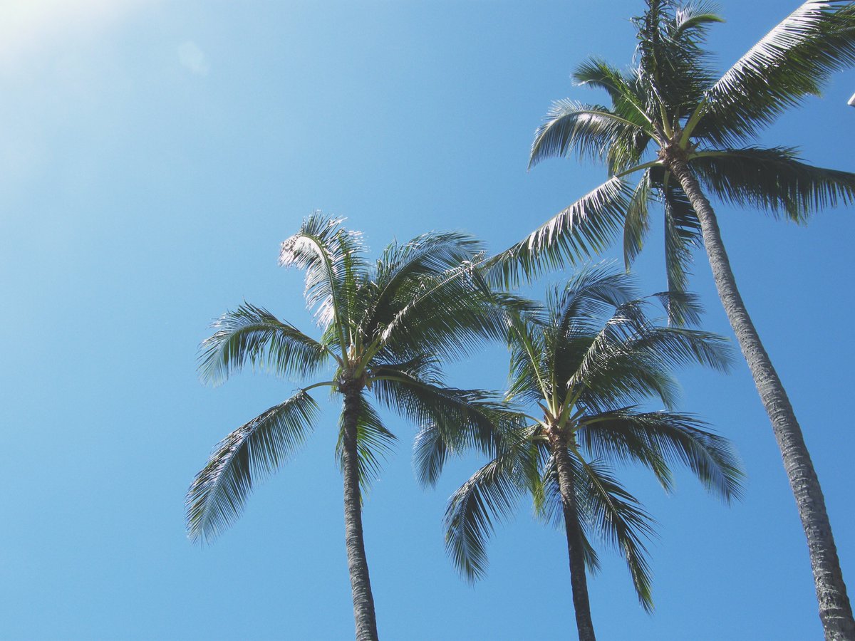 Sovereignluxury's tweet photo. Sunshine with palm tree views. What’s your #BestWeekendIn5Words?   PC: flickr. com/fencreative https://t.co/7shEEiyyZT