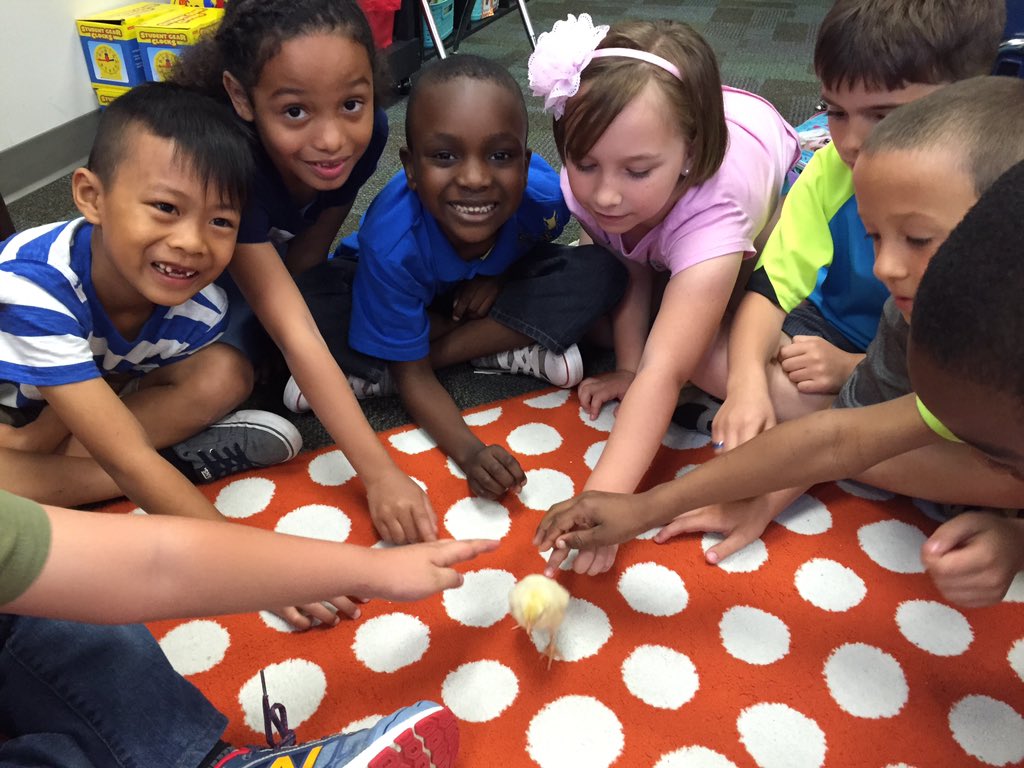 Meeting our new baby chick! #bceschamps <a href="/bces1st/">Bear Creek 1st Grade</a>