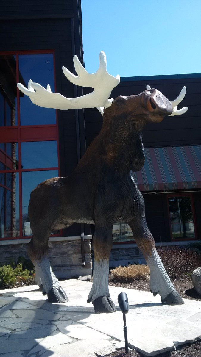 Moose Winooski S On Twitter Such A Handsome Devil