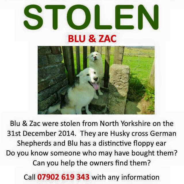 The lucky pugs tweet media