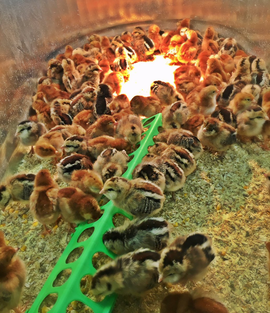 jl_mccann's tweet photo. So many hot chicks at the Country Store in North #Spokane! #heatinglamp #punny I'll see myself out now..... https://t.co/1qrqfdn4rO