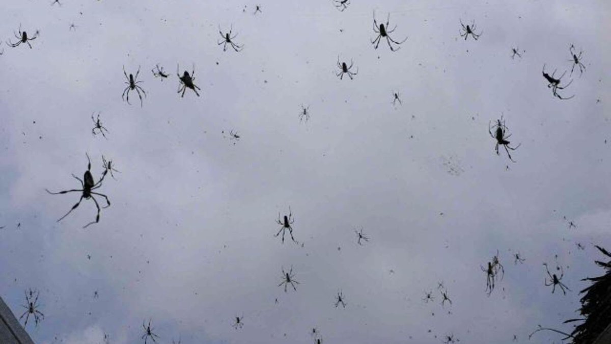 Joshua Lee Young tweet media