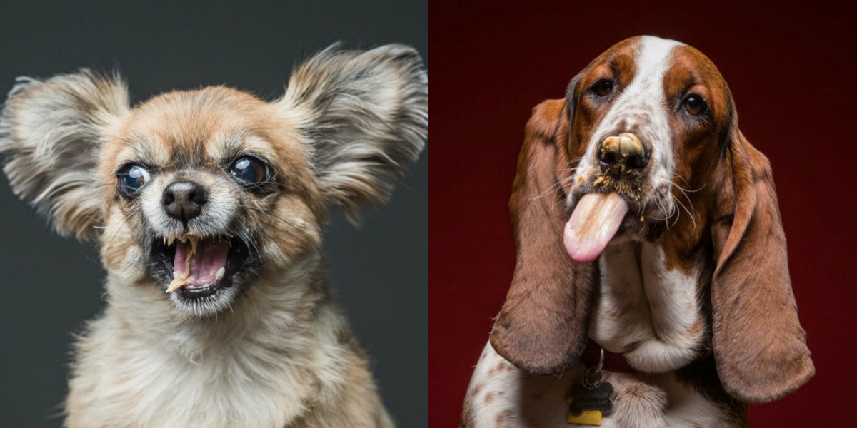 ELLEmagazine's tweet photo. HAPPY FRIDAY, here are some dogs eating peanut butter: https://t.co/thCmdpVEoQ https://t.co/cBnI9n2Eq7