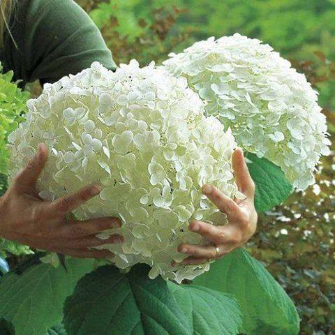Heavenly white hydrangea Annabel! Want beautiful blooms to be proud of? Nourish them with Garden Trust