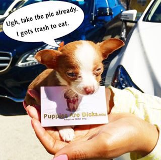 Visit PuppiesAreDicks.com if you want to laugh while helping older dogs! #seniordogs #adoptdontshop