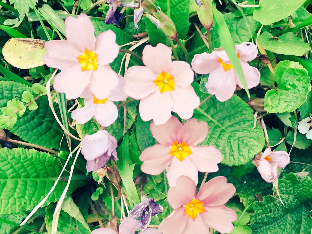 Ne kadar güzeller :))