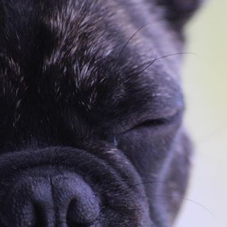 Frenchie_Cute's tweet photo. Squishy face babe #roccorocket🚀 #frenchie1 #frenchiegram #frenchiephotos #frenchbulldog https://t.co/dBuXlXlgTm https://t.co/hB6L05Tckm