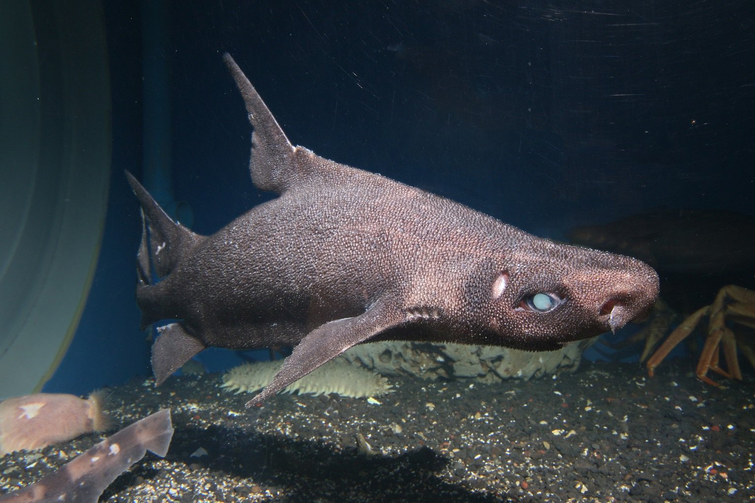 沼津港深海水族館 世界で５個体ほどしか見つかっていない超レアな深海ザメ オロシザメを展示