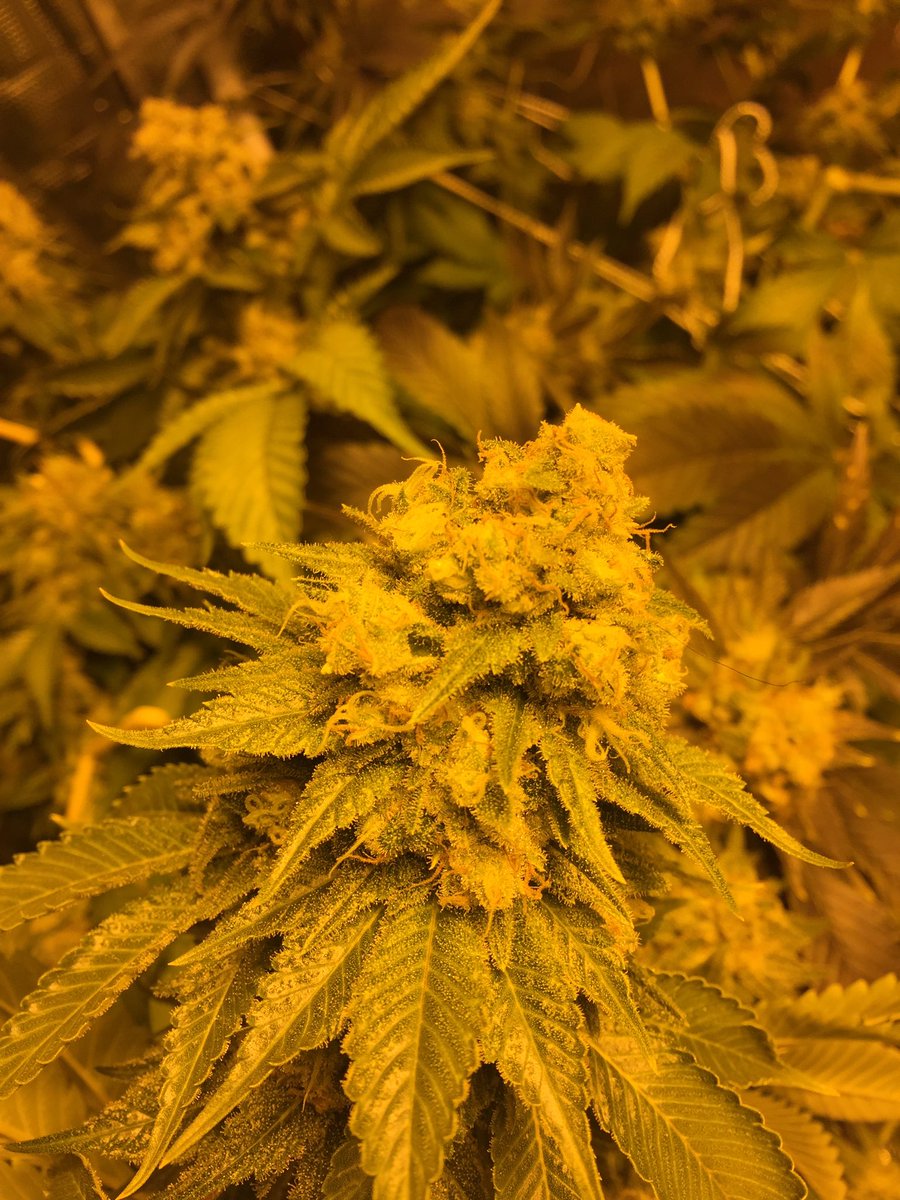 Two very different looks from the Blue Sky garden 👌🏼 #cannabis #caregiver #maine #local