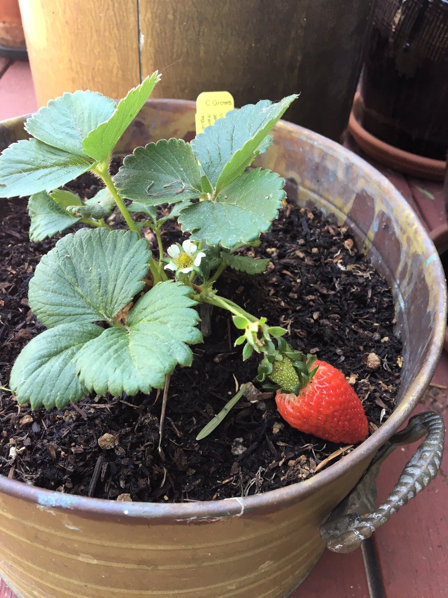 Look at this sexy beast #shes #growingup #teenager 🍓🍓🍓