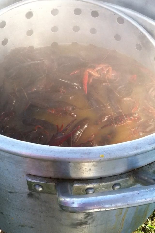 woopig4life's tweet photo. 1 day.... #Crawfish2016 #mudbugs https://t.co/QS6TzzAI4A