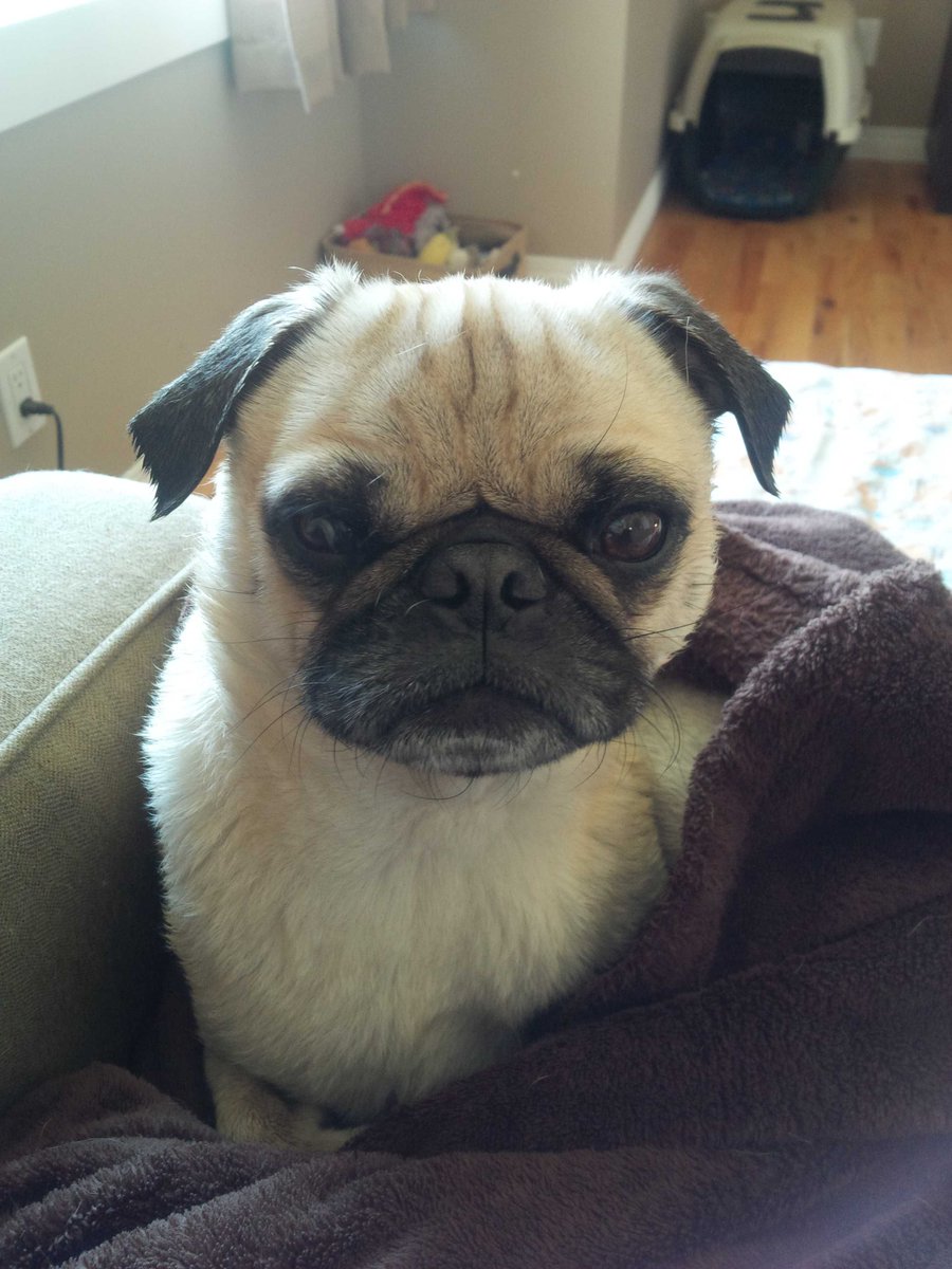 Airforcepugs's tweet photo. Someone is looking extra fluffy after his bath #rubadubdub #soggypug #extrafluff https://t.co/FJFyho6fMM