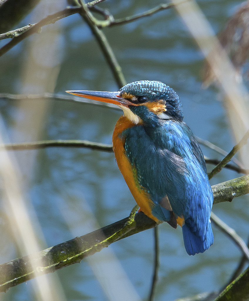 Fleeting chance... #poem about a chance encounter on a canal towpath writtenwithasmile.com/kingfisher-poe… #poetry #amwriting