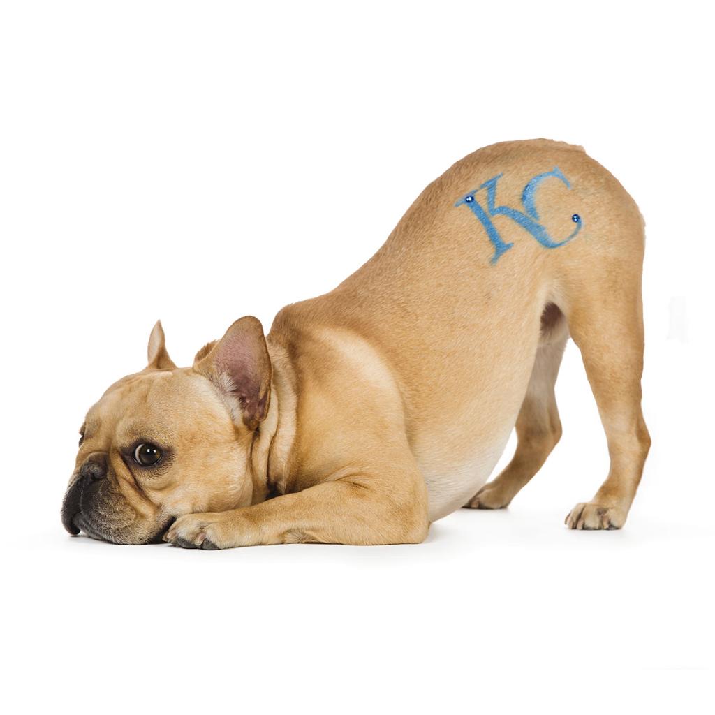#PetExpressions has stencils for every team... visit the PetSmart grooming salon and show off your team spirit!