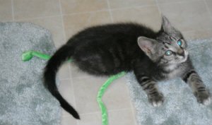 StardustDads's tweet photo. Newest Second Thoughts blog, "Mort the Kitten," is now ready to read: https://t.co/dIn4dCswEu https://t.co/mSJNHqDj1l