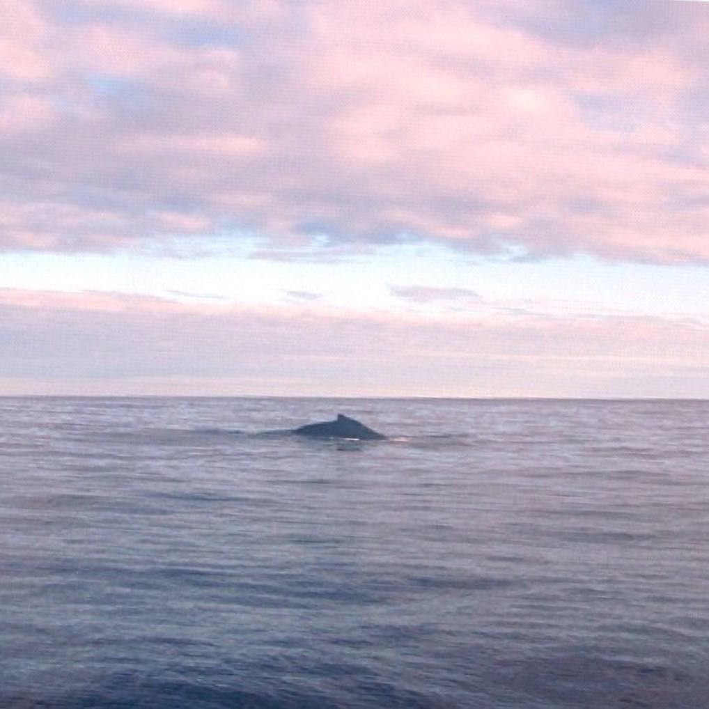 cabopro's tweet image. RT @ThingsToDoCabo: #WhatToDoInCabo - Cabo San Lucas bay - #amoloscabos #all_sunsets #cabo #clouds #epic_captures …