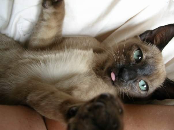 DanielsMarket's tweet photo. Feature Molly on the #JustForCats Festival pre show! The cutest #Tonkinese #kitten ever! @TIFF_NET https://t.co/SPp37z07cA