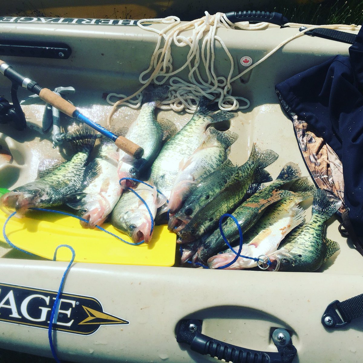 Spentshell918's tweet image. More slabs from a yak!