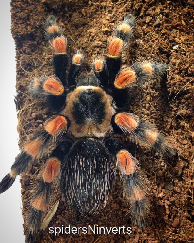 spidersninverts's tweet photo. Brachypelma smithi
"Mexican Red Knee"
available at:
https://t.co/RIe3OY8Ybb https://t.co/qXScZBXQqv