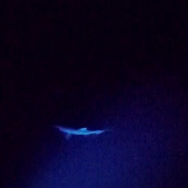 DolphinGift's tweet image. When Dolphins keep you up all night 🐬#thewhitsundays #whitehavenbeach #hookisland #dolphin… bit.ly/1XAnuYL