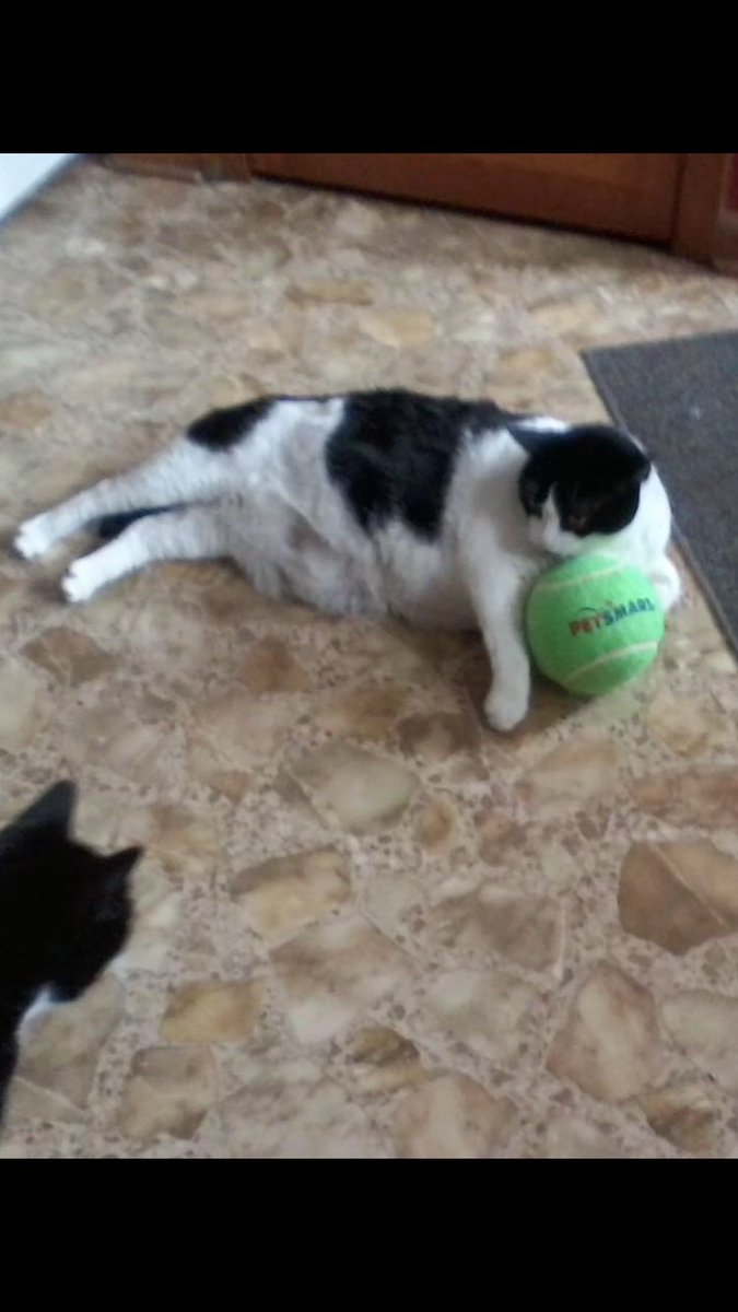 Miss puss having a ball !!