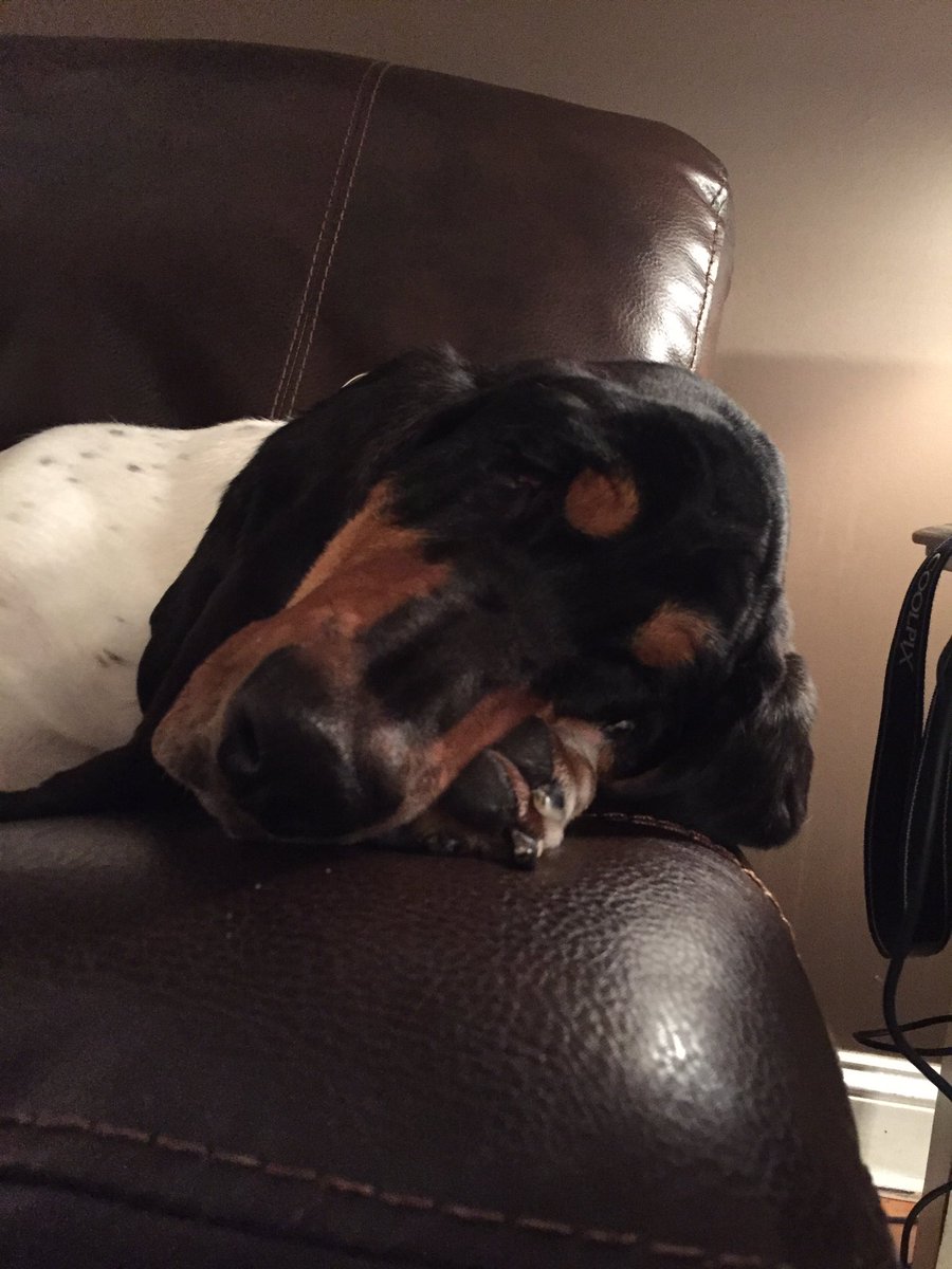 Thetailof5dogs's tweet photo. My eyes are open what else could you want from me #thetailof5dogs #bassethound https://t.co/f11lipatt2