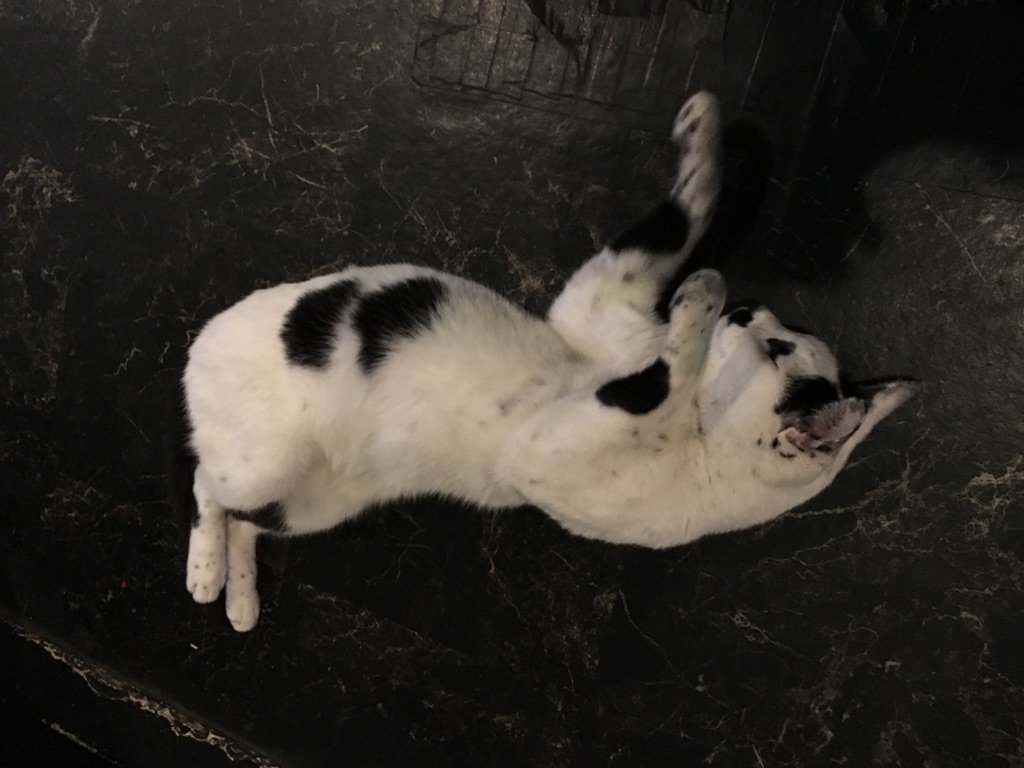 wakakyou's tweet photo. 我輩程のネコになるとウルトラストレッチジーンズもビックリするくらいのストレッチが効くのだ。 https://t.co/0UeW1coMr6