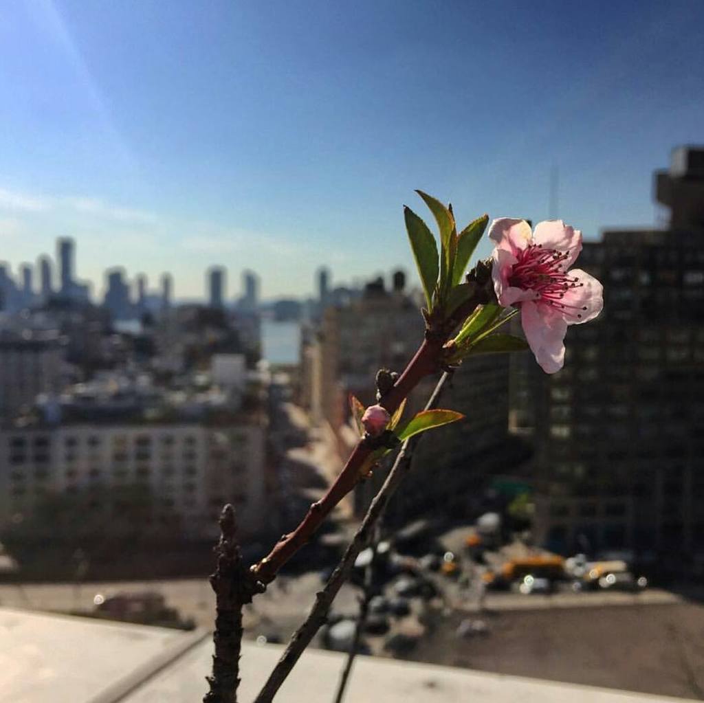 Apple rooftop blossoms... 📷:<a href="/aribotsford/">Ari Botsford</a> ift.tt/1TX2fBu