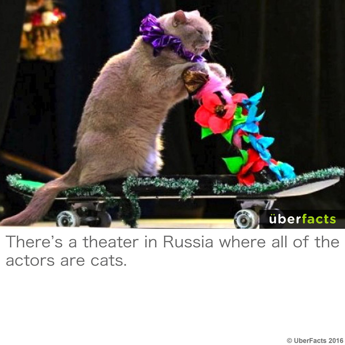 UberFacts's tweet photo. Pawesome! https://t.co/12g44JQJXT