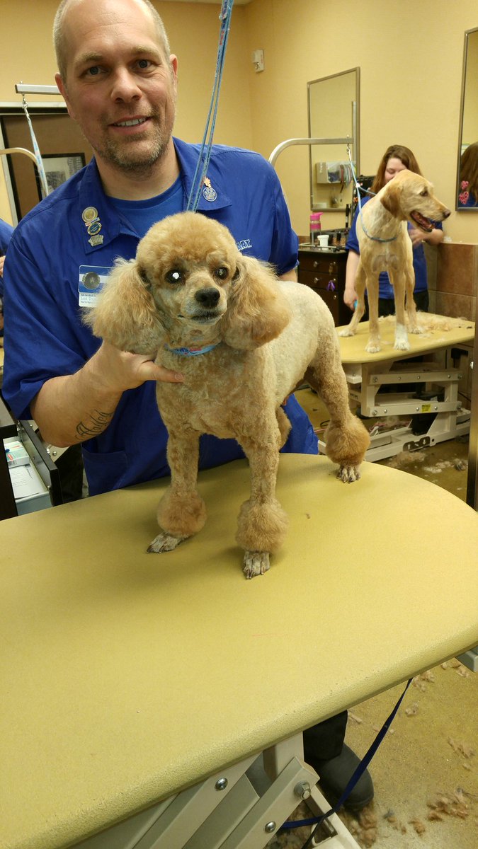 PetSalonMan's tweet photo. Welcome back from Florida, Bo!....but let's keep the Miami trim!😁 #inspiredbypets #canadapetm https://t.co/v3HBIJgiYA