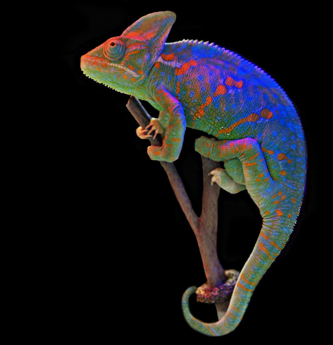 Help me out...510 RETWEETS AND I GET A FREAKING CHAMELEON FOR MY BIRTHDAY! THIS IS ALL I EVER WANTED GUYS PLEASE😫😭🙏🏾