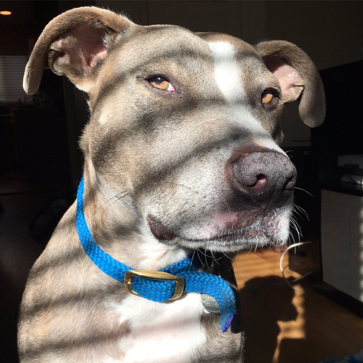 Dayuuum, I'm handsome! #pitbull