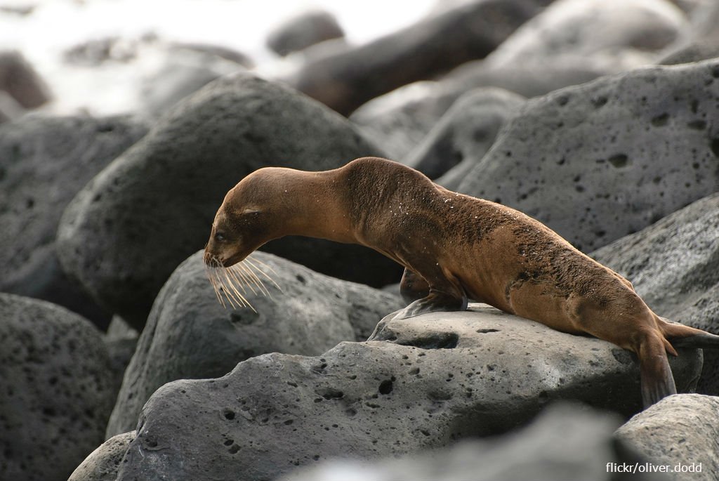 oceana's tweet image. Starving sea lions need your help! Make a donation today and it will be matched! bit.ly/1SNWz7G