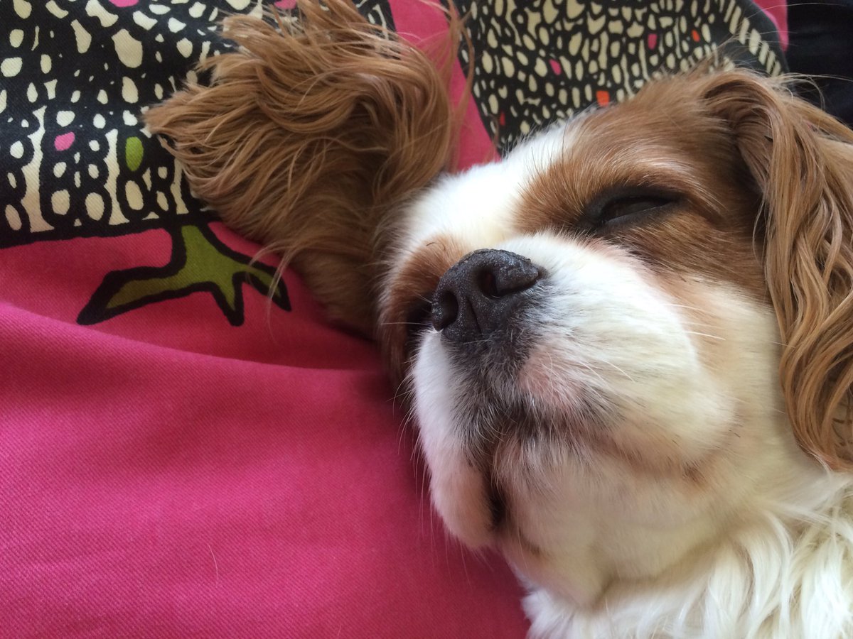 ___CRAYON86's tweet photo. 全然吠えんしスースー寝ゆう、、絶対守るきね🐶🐶 https://t.co/5hzItlsOhZ
