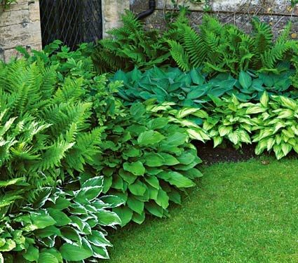 CleanCutCurbs's tweet image. Got a shady area? These plants love shade! via The Honeycomb Home buff.ly/23BTTFj