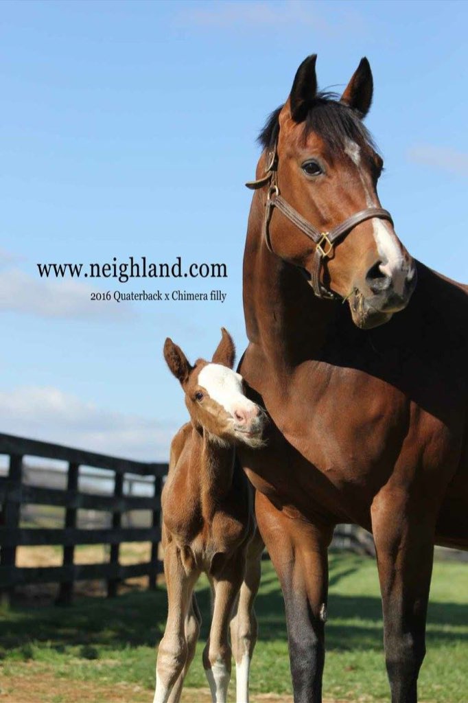 Neighland's tweet image. So excited for this filly, she's by Quaterback and out of my homebred Corlando mare. #quaterback #horse #usef #foal