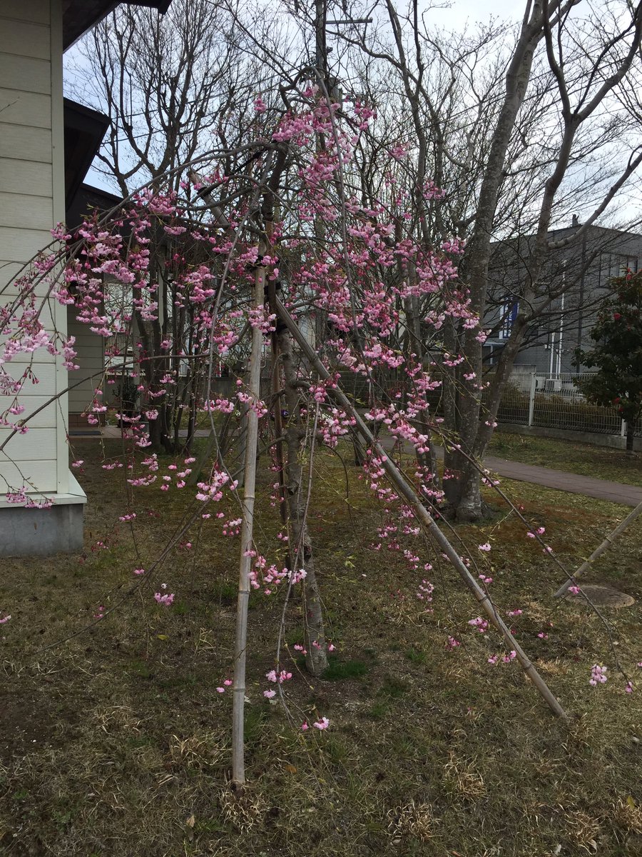 keyaki_5's tweet photo. 昨年植えた枝垂れ桜、無事咲きました。 https://t.co/IKP9leeDka