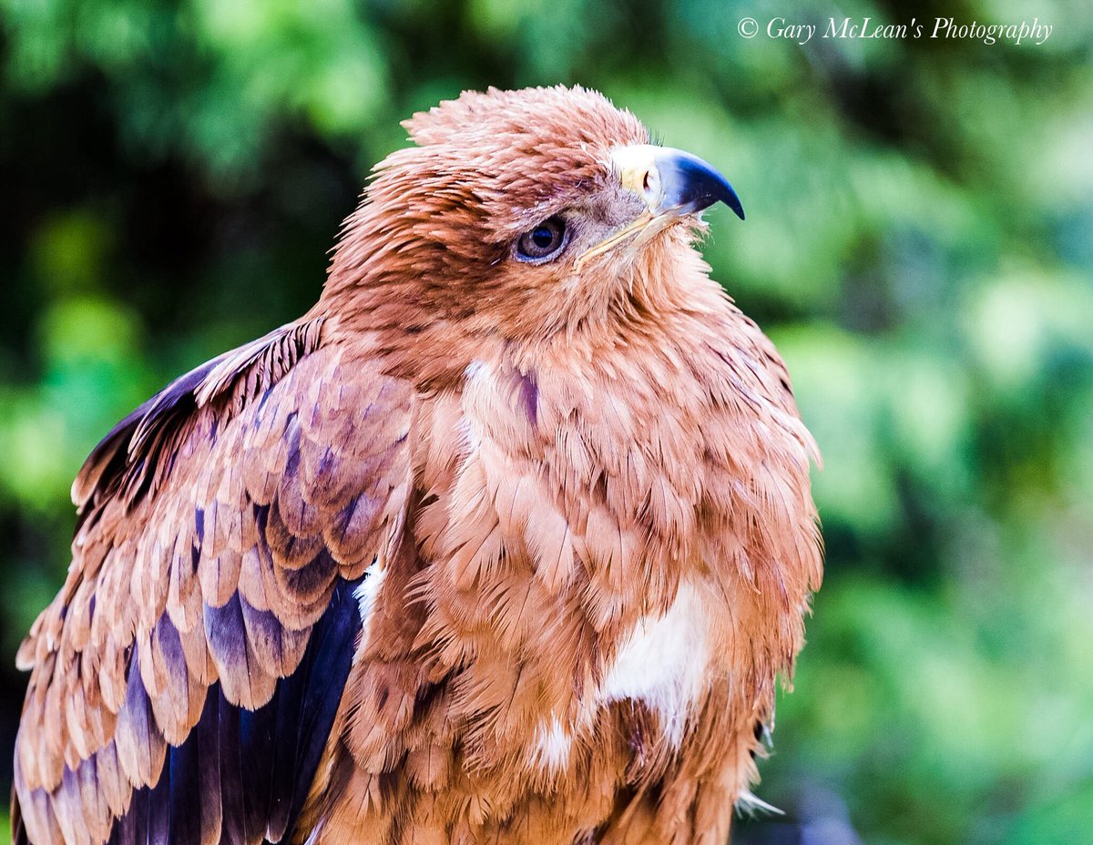 BADMAX67's tweet photo. @NatureUK
#GaryMcLean's Photography
Harris Hawk
The Hawk Conservancy Andover Hampshire UK https://t.co/cRhL9zmyFK