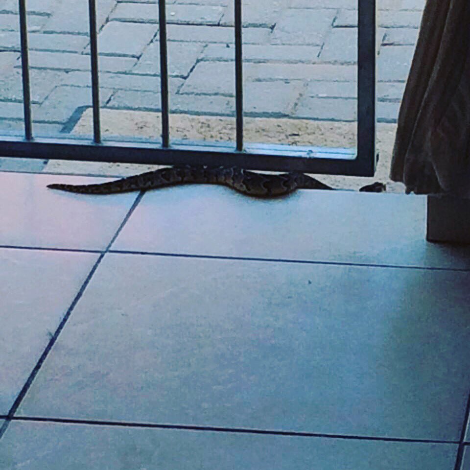 Popped in to say hi. #snake #puffadder