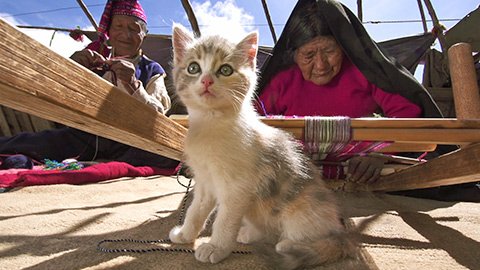 マーさん A Twitter 岩合光昭の世界ネコ歩き ペルー Bsプレミアム 4月16日 土 19 00 19 59 出演 岩合光昭 語り 山田孝之 T Co 4zblrsvfwk