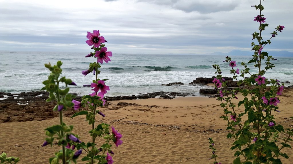 Quando la natura viene lasciata libera, dipinge i quadri più belli 
#mare #spiagge #Cilento #fotografia