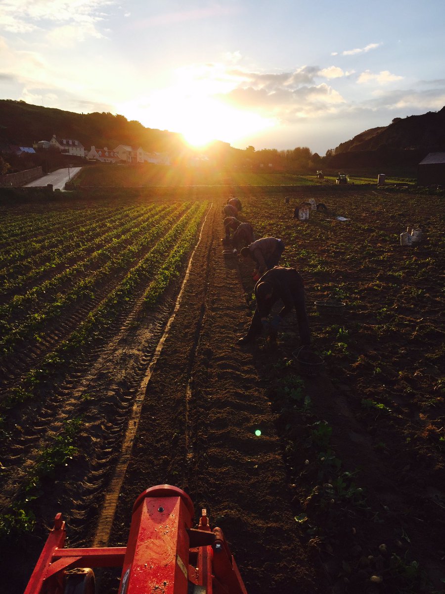 RichardsonsJSY's tweet photo. Morning everybody!! ☀️👌🏽#Jersey #JerseyRoyalPotatoes https://t.co/7hAOgfMUJ4