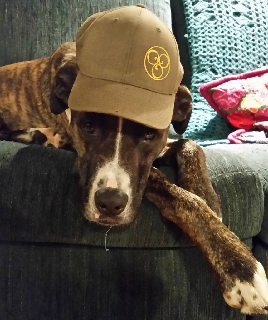 bio_vortex's tweet photo. Say hi to Rio an important member of the #biovortex crew https://t.co/wjirEYS1z9 https://t.co/q3a4KO7dQR