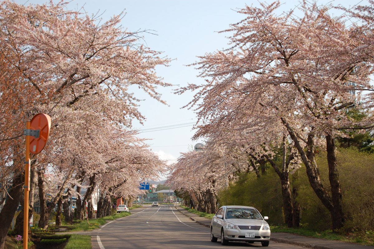日本の桜 森町の桜 Berbar61 Twitter