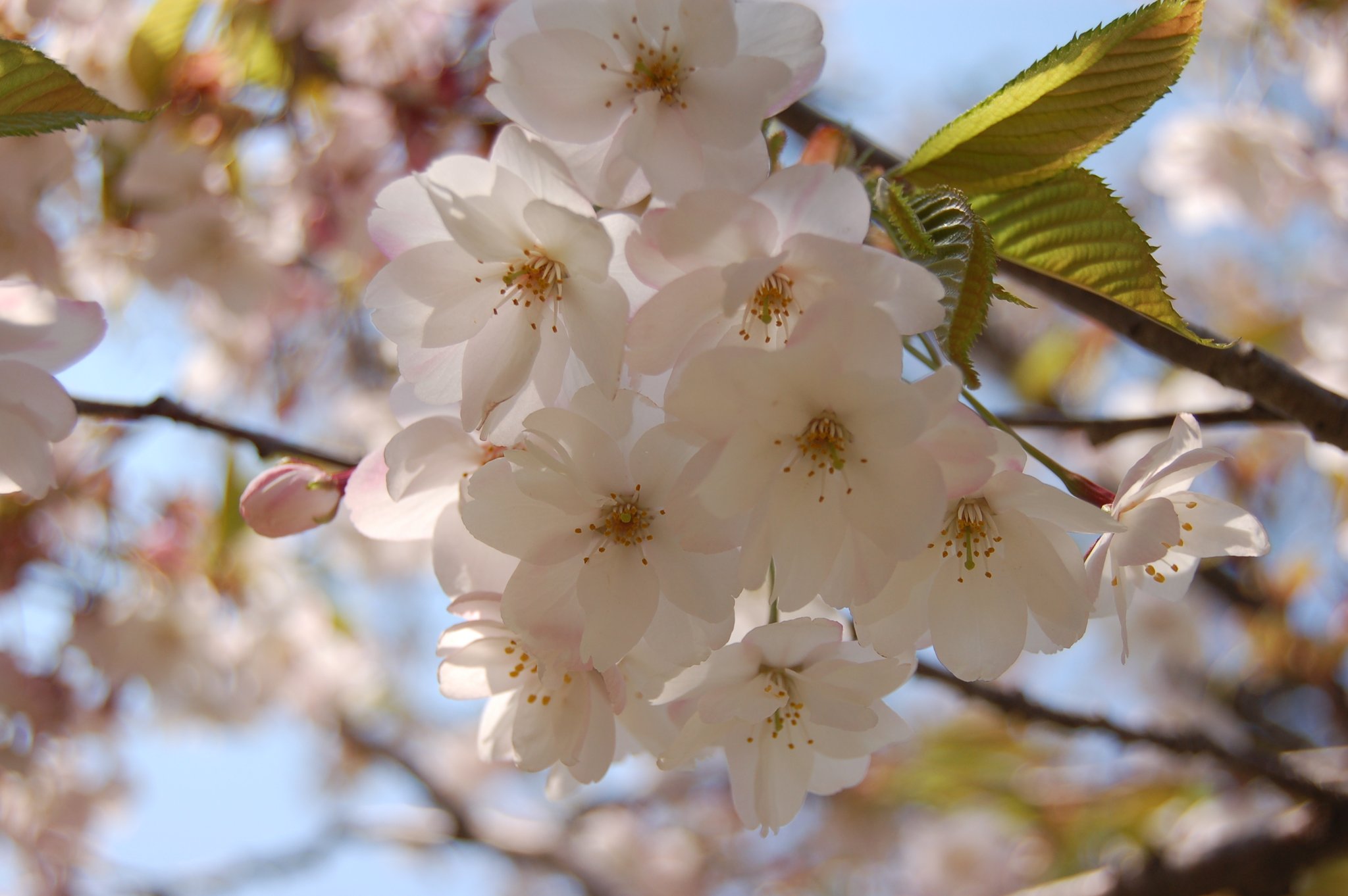 日本の桜 森町の桜 桜は青葉ヶ丘公園にある まだ 名前のついていない 森a と 仮称で呼ばれる桜ですが 白が美しい八重桜です 今はピンクの桜より白い八重桜が 桜会 でも ブームになってます T Co Fzrh4ix6zu Twitter